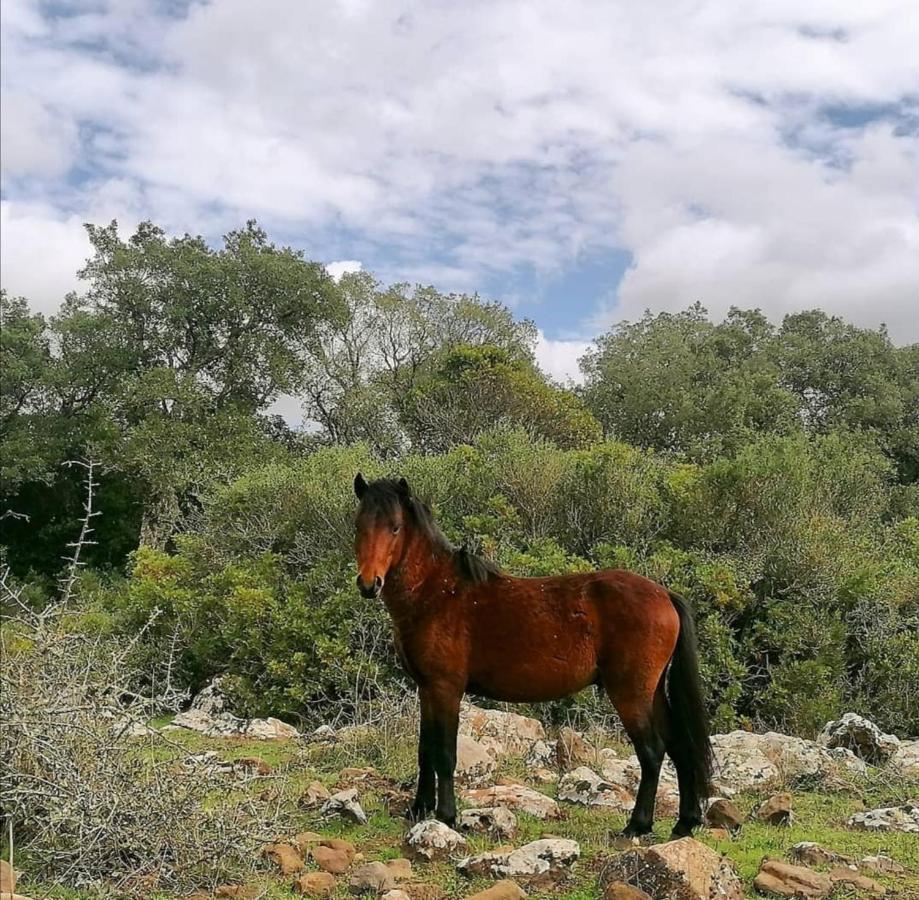 Casa Susanna Rural Sardinia Sini Luaran gambar